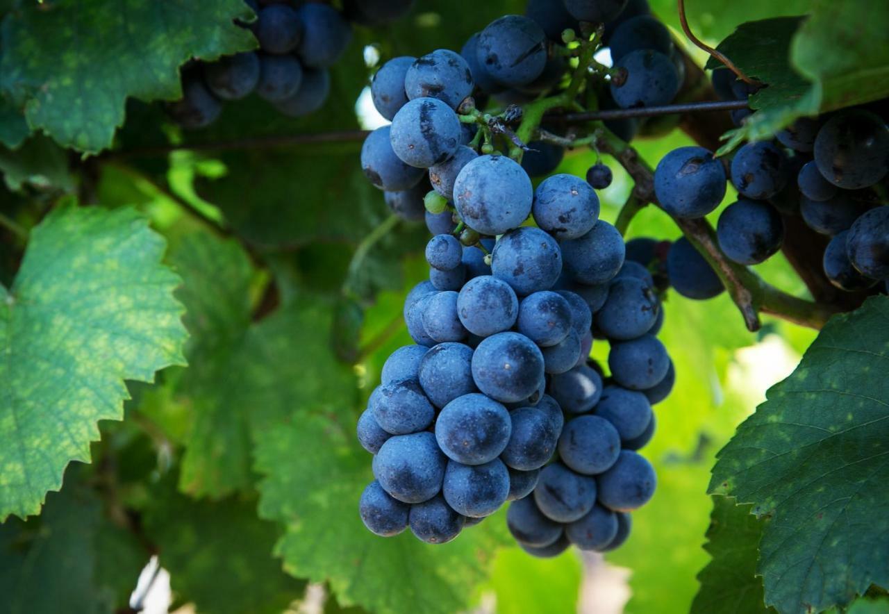 אילמיץ Weingut Und Gaestehaus Salzl מראה חיצוני תמונה